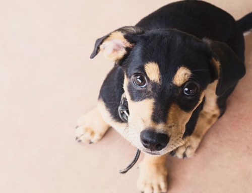 Vet Minute Topics