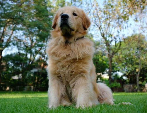 Fluffy or Fat