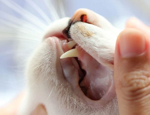 Vet Minute Topic: Hot Weather Risks