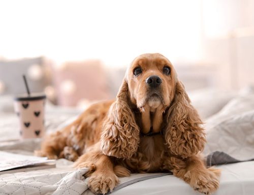 Vet Minute Topic: Oral Health